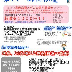 高級品種メダカの卵が激安販売しています☆ネバーめだか屋(道場店)...