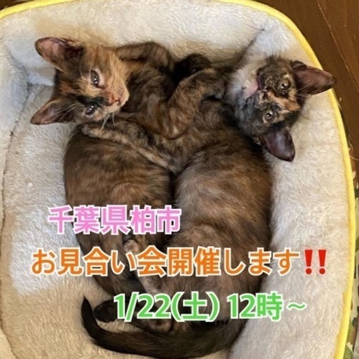 お見合い会開催 千葉県柏市1 22 土 12時 タラちゃん 豊四季の猫の里親募集 ジモティー