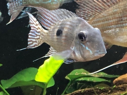 ゲオファーガス　2種