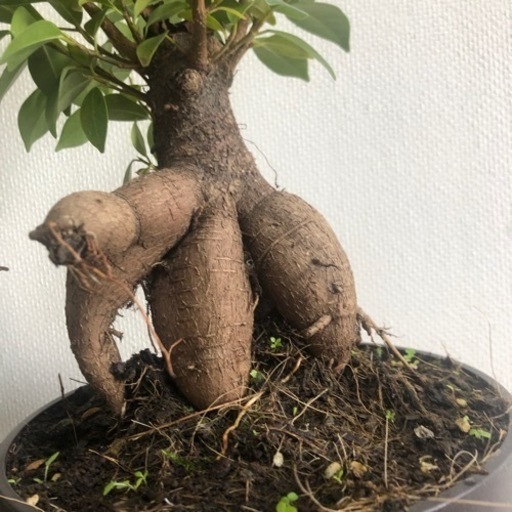 観葉植物　ガジュマロ