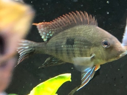 楽天市場】ゲオファーガス スベニ（熱帯魚・アクアリウム