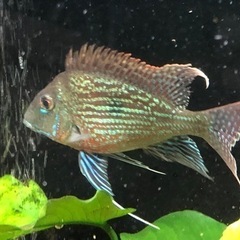 ゲオファーガス3種4匹