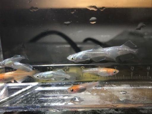 色々高級メダカ10匹セット 紅白ラメ入り まさメダカ 大和朝倉のその他の中古あげます 譲ります ジモティーで不用品の処分 色々高級メダカ10匹セット 紅白ラメ入り まさメダカ 大和朝倉のその他の中古あげます 譲ります ジモティーで不用品の処分