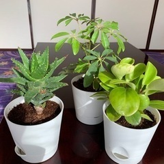 【決まりました】観葉植物　3鉢