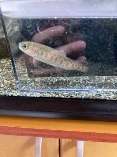 淡水魚入荷 アカザ ニジマス 杜のメダカ 南仙台のその他の中古あげます 譲ります ジモティーで不用品の処分