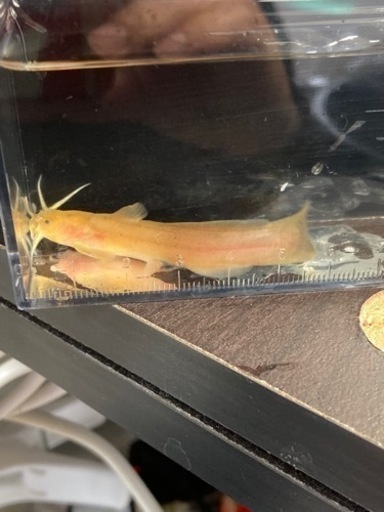 淡水魚入荷 アカザ ニジマス 杜のメダカ 南仙台のその他の中古あげます 譲ります ジモティーで不用品の処分