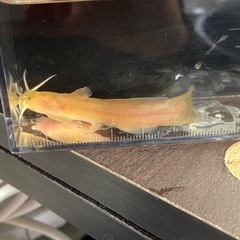 淡水魚入荷 アカザ ニジマス 杜のメダカ 南仙台のその他の中古あげます 譲ります ジモティーで不用品の処分