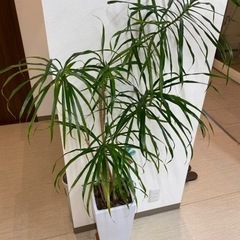 観葉植物