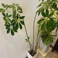 幹の長い観葉植物