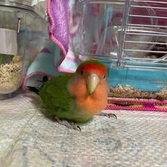 千葉県のインコ 里親募集 ジモティー 千葉県のインコ 里親募集 ジモティー