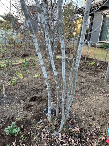 ☆ 植木 アオダモ 株立 中サイズ ☆