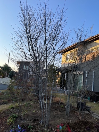 ☆ 植木 アオダモ 株立 中サイズ ☆