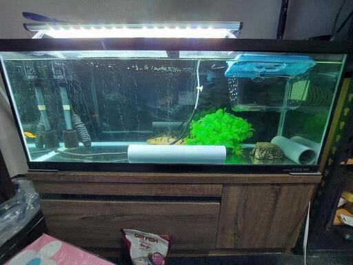 90cmスリム水槽、古代魚