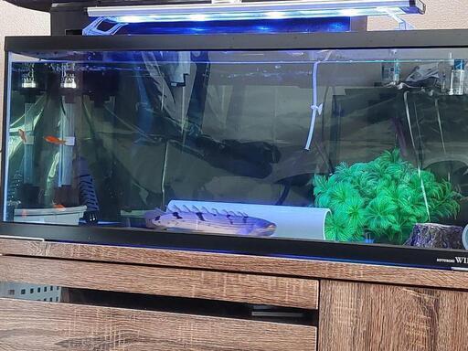 90cmスリム水槽、古代魚