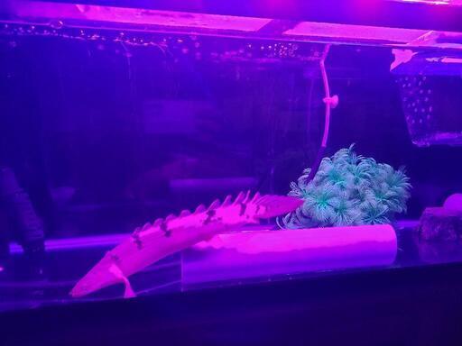 90cmスリム水槽、古代魚