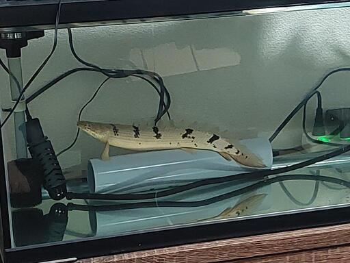90cmスリム水槽、古代魚