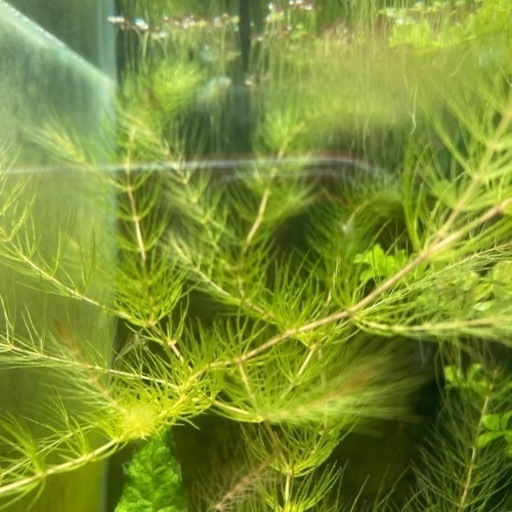 水草マツモある分から好きなだけメダカやグッピーなどにオススメ 米谷 直正 桂川のその他の中古あげます 譲ります ジモティーで不用品の処分
