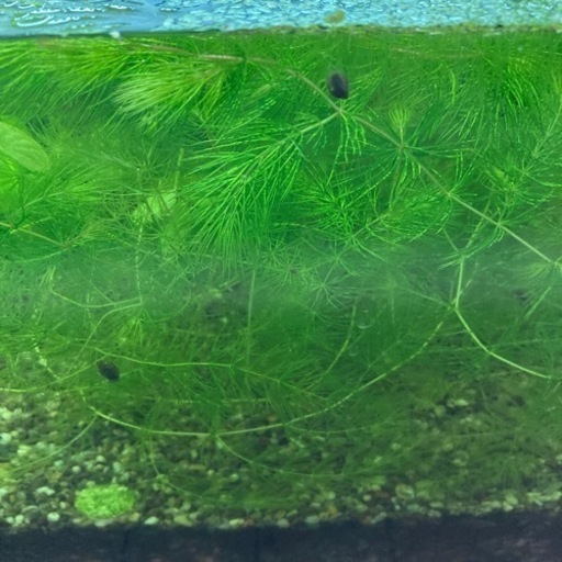 水草マツモある分から好きなだけメダカやグッピーなどにオススメ 米谷 直正 桂川のその他の中古あげます 譲ります ジモティーで不用品の処分
