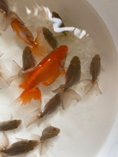 金魚の王様土佐錦2 わたなべ 札幌のその他の中古あげます 譲ります ジモティーで不用品の処分