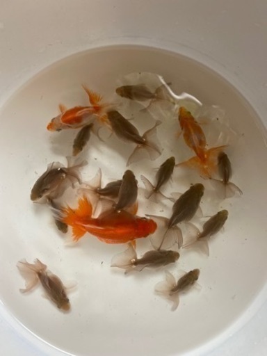 金魚の王様土佐錦2 わたなべ 札幌のその他の中古あげます 譲ります ジモティーで不用品の処分