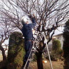 高木剪定　伐採　庭の手入れ致します　所沢市狭山市足立区さいたま市...