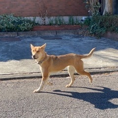群馬県　迷い犬　高崎市の画像