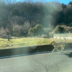 群馬県　迷い犬　高崎市 − 群馬県