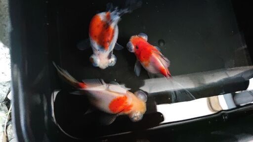 ※最終値下げ！金魚【蝶尾】【フナ尾】