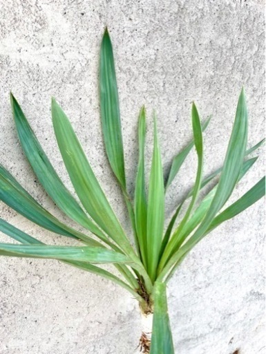 【発根確認】　ユッカ　グロリオサ　大太苗　カット苗