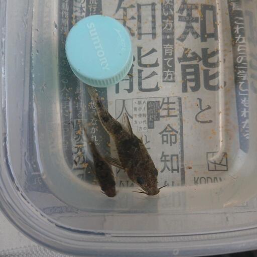 コリドラス 通常種 1匹150円 ポケカとメダカお譲り 豊中のその他の中古あげます 譲ります ジモティーで不用品の処分