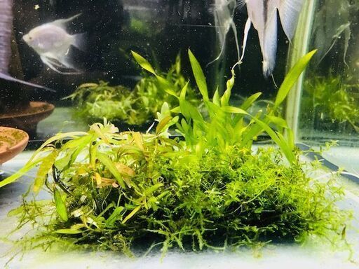 水草寄せ植えウィローモスマットとミナミヌマエビ Syasyaking 月島のその他の中古あげます 譲ります ジモティーで不用品の処分