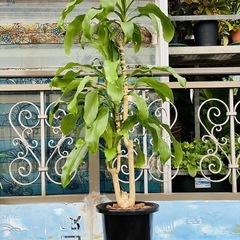 🪴観葉植物 ドラセナ・フラグランス 幸福の木🪴