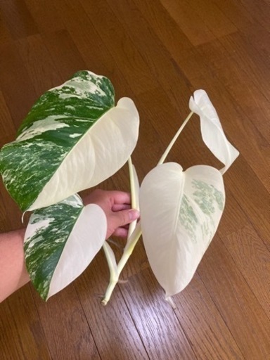 モンステラ　斑入り　ハーフタイガー