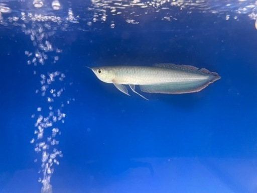 ブラックアロワナ Alba Com Gt