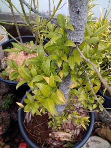植木　ナギ　雄