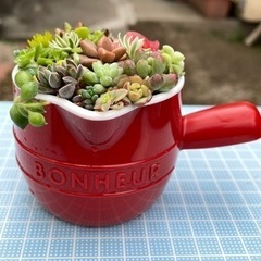 多肉寄せ植え  BONHEUR ドレッシングポット 赤