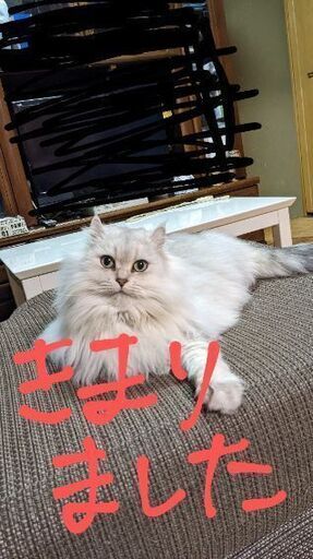 猫トラちゃん急募です… (れっきー) さがみ野の猫の里親募集|ジモティー