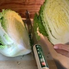 新鮮無農薬野菜♪ 白菜　50円