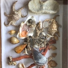 【ネット決済】貝殻 ほら貝 サンゴ タツノオトシゴ