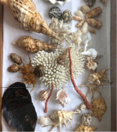 貝殻 ほら貝 サンゴ タツノオトシゴ