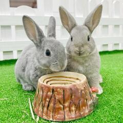 うさぎ専門店🐰うさぎカフェ💕