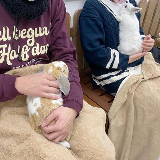 うさぎ専門店 うさぎカフェ 上 日根野のその他のペットの無料広告 無料掲載の掲示板 ジモティー うさぎ専門店 うさぎカフェ 上 日根野のその他のペットの無料広告 無料掲載の掲示板 ジモティー