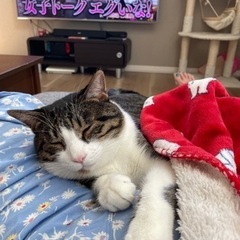 とても人懐っこいオス猫です。