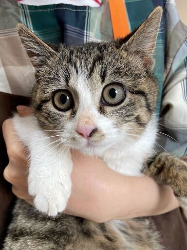 さとみちゃん5ヶ月ワクチン血液検査済 1 22さぽらんて譲渡会参加予定 リックン 防府の猫の里親募集 ジモティー