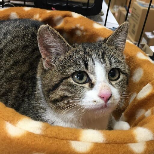 さとみちゃん5ヶ月ワクチン血液検査済 1 22さぽらんて譲渡会参加予定 リックン 防府の猫の里親募集 ジモティー