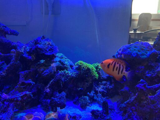 フレームエンゼル　海水魚