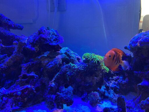 フレームエンゼル　海水魚
