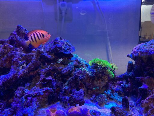 フレームエンゼル　海水魚