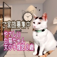 トライアル中☆幸運の三毛白猫ちゃんのご家族になりませんか☆