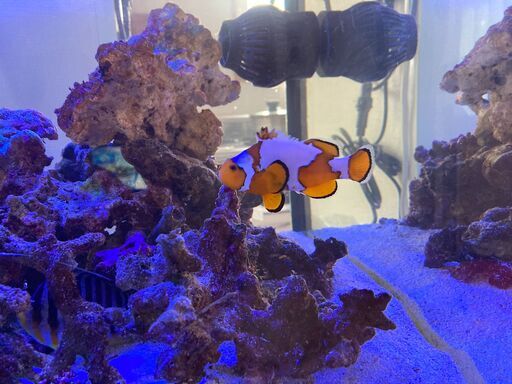 スノーフレークオセラリス海水魚 Rhodem777 札幌のその他の中古あげます 譲ります ジモティーで不用品の処分
